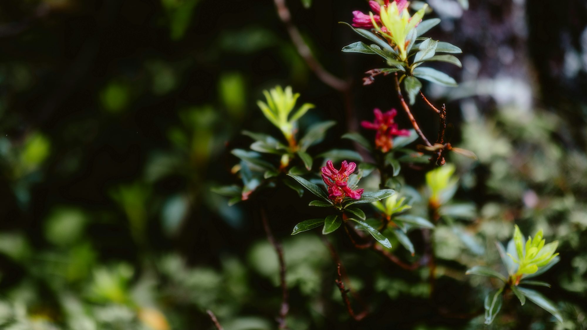 Exploring the World of Exotic Plants: A Journey Through Nature’s Wonders